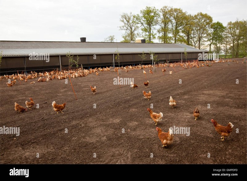 Een Glimpse van het Bekende Chicken Road Casino Spel in Nederland